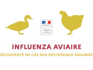 Grippe aviaire : zone de contrôle temporaire