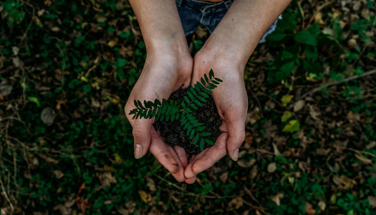 Deux mains tenant une plante verte