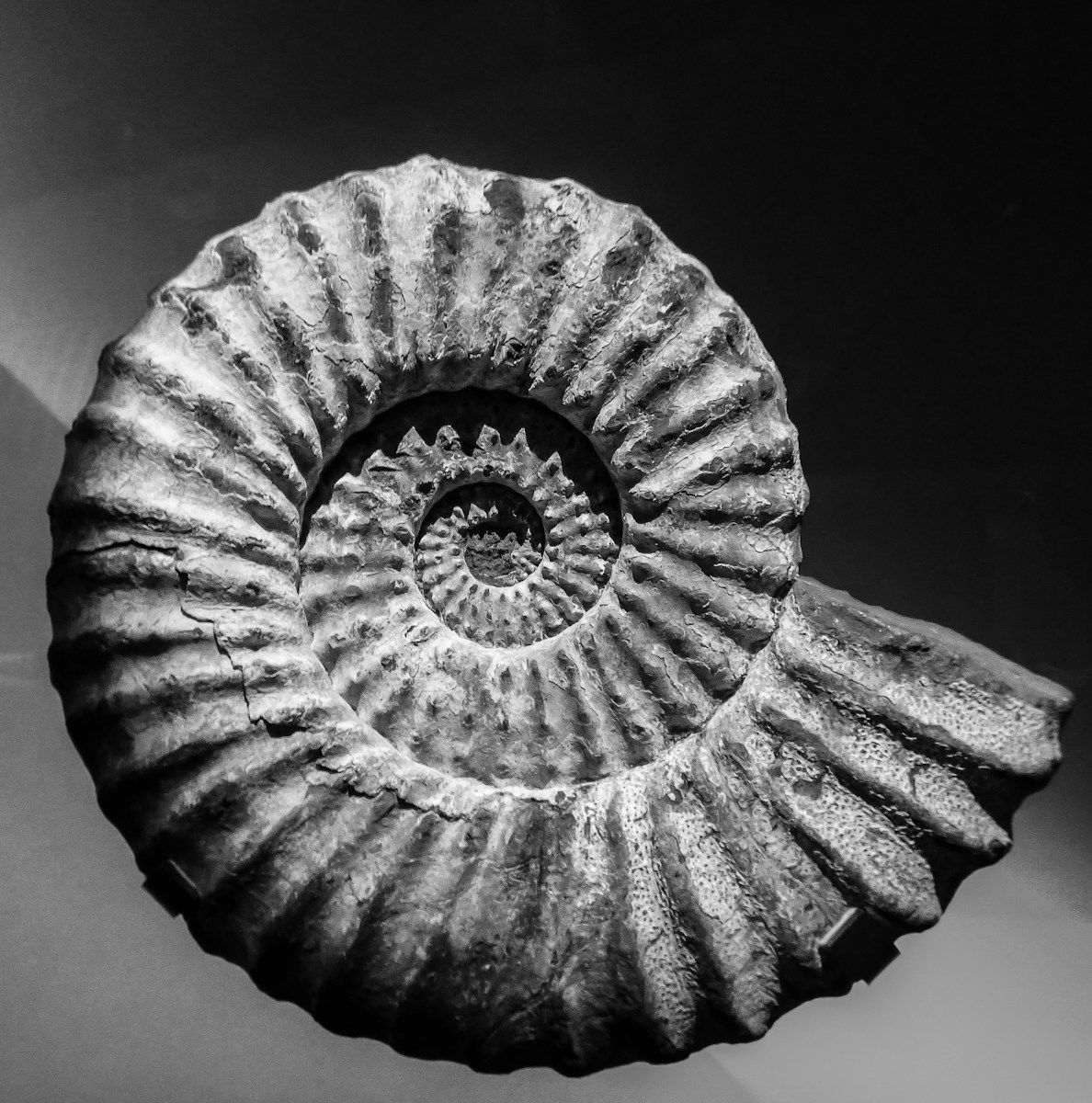 Photo d'un fossile - club géologique